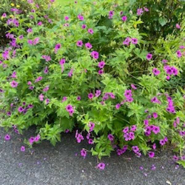 Cranebill geranium
