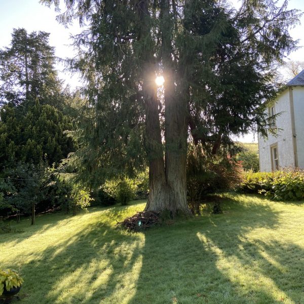 Majestic tree